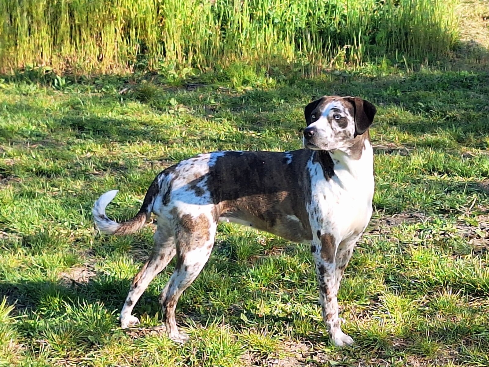 Louisiana Leopard Dog mit Stammbaum - 6