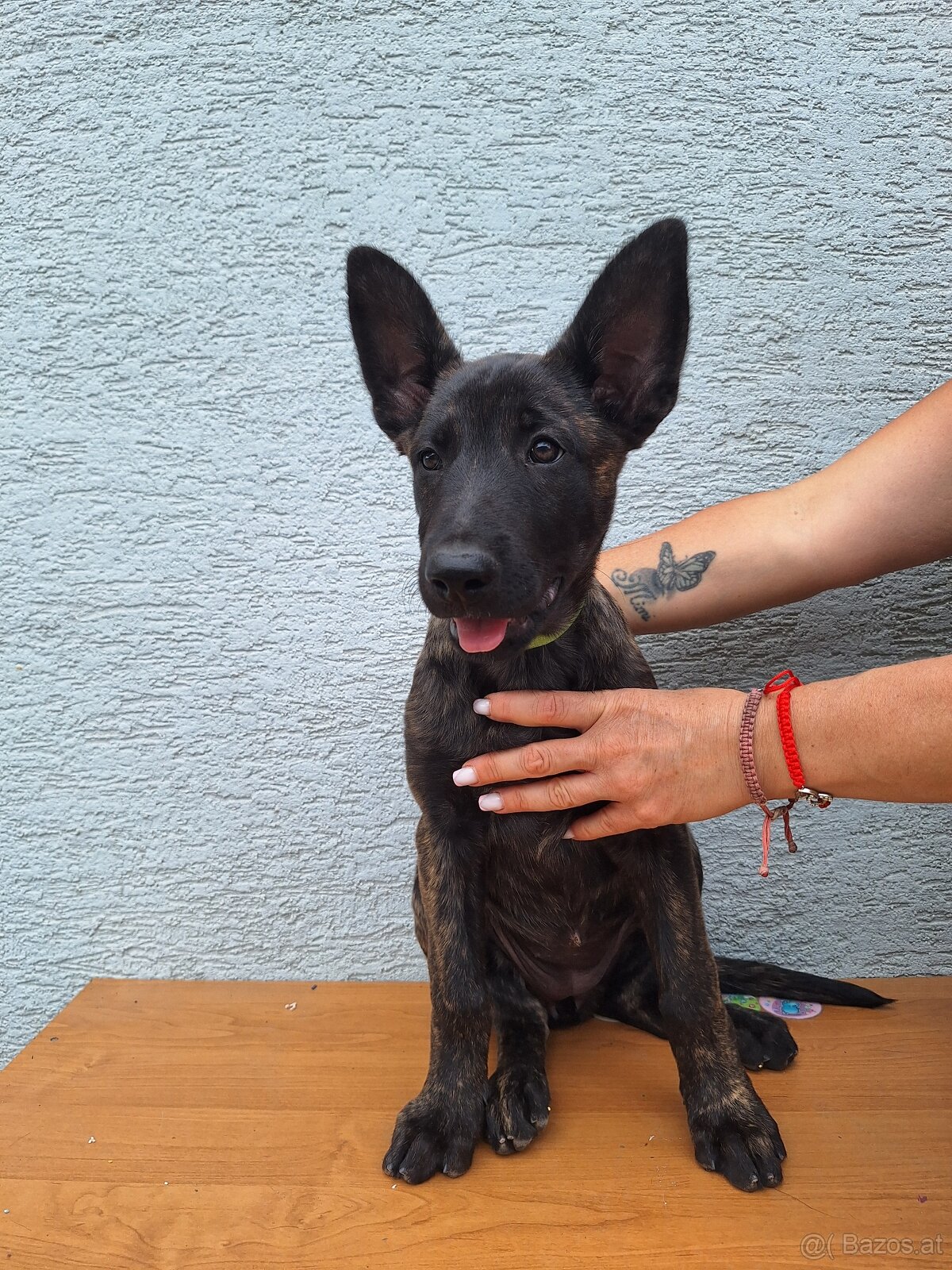 Holländischer Schäferhund - 6