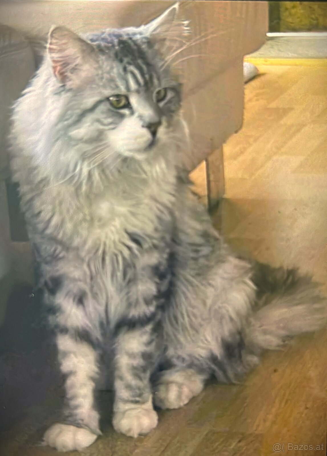 Baby Maine Coon - 6