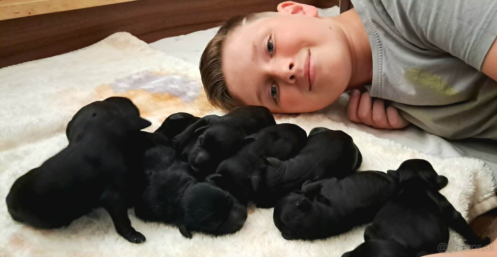 Portugiesischer Wasserhund- Welpen Abgabe Ende September - 6