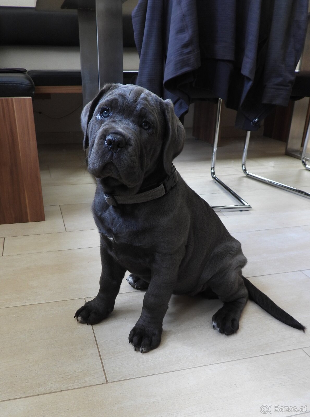 Reinrassige Cane Corso Welpen - 6
