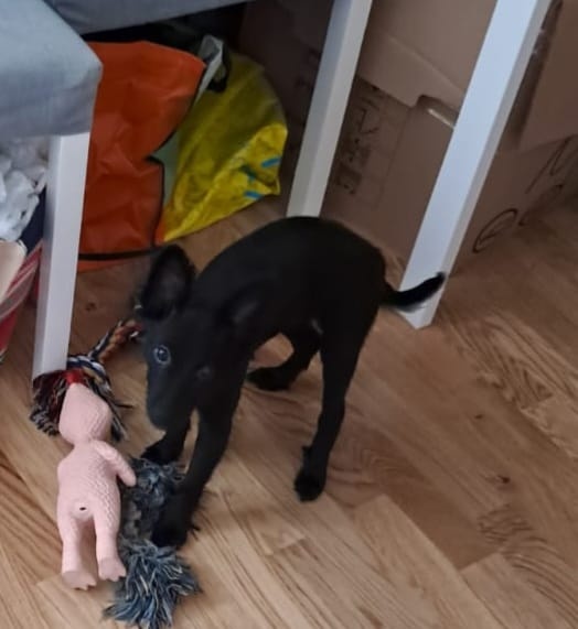 CHIHUAHUA FREUNDE AUFGEPASST - 6