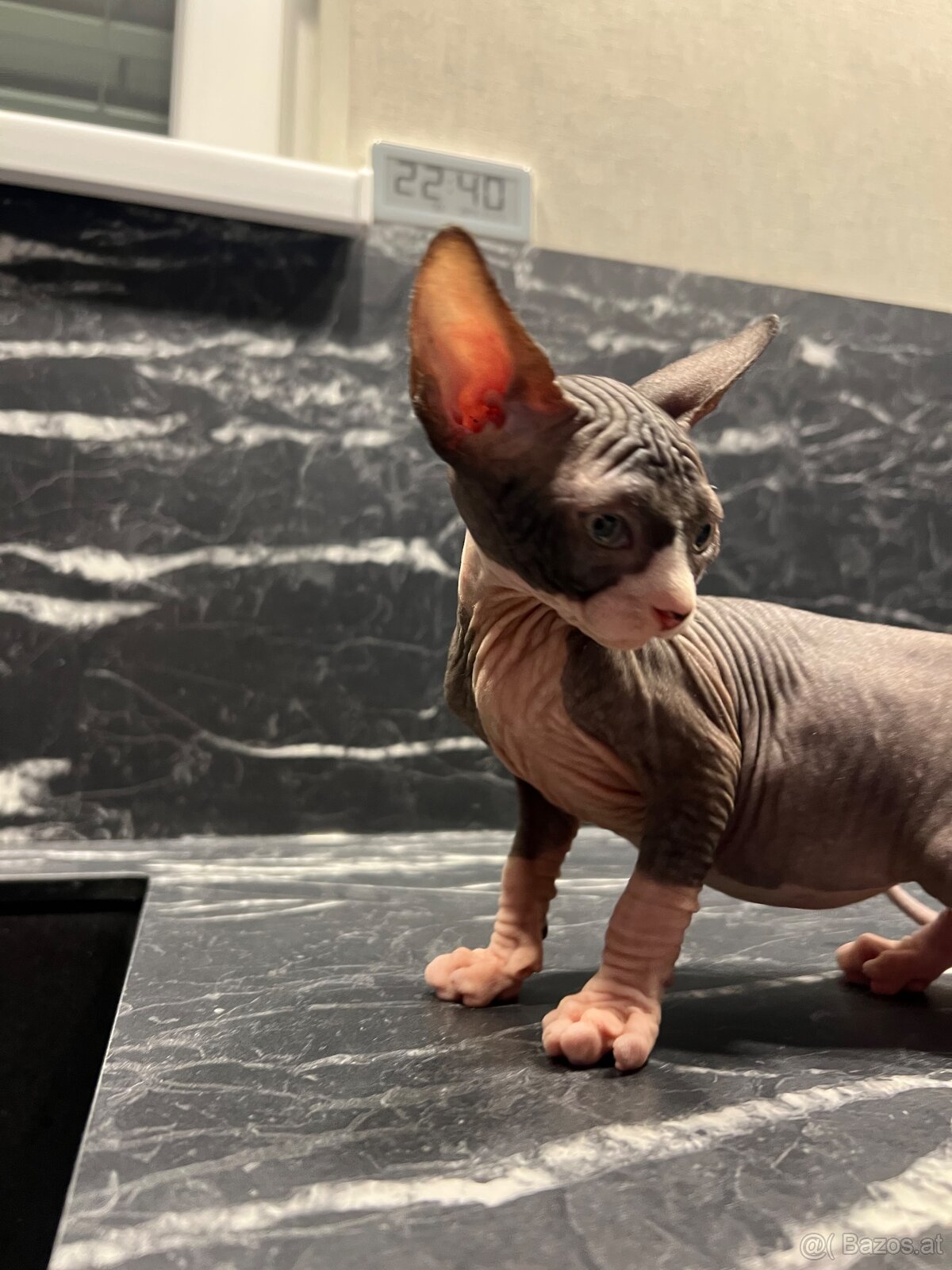 Reservierung Don Sphynx Kätzchen (ohne Stammbaum) - 6