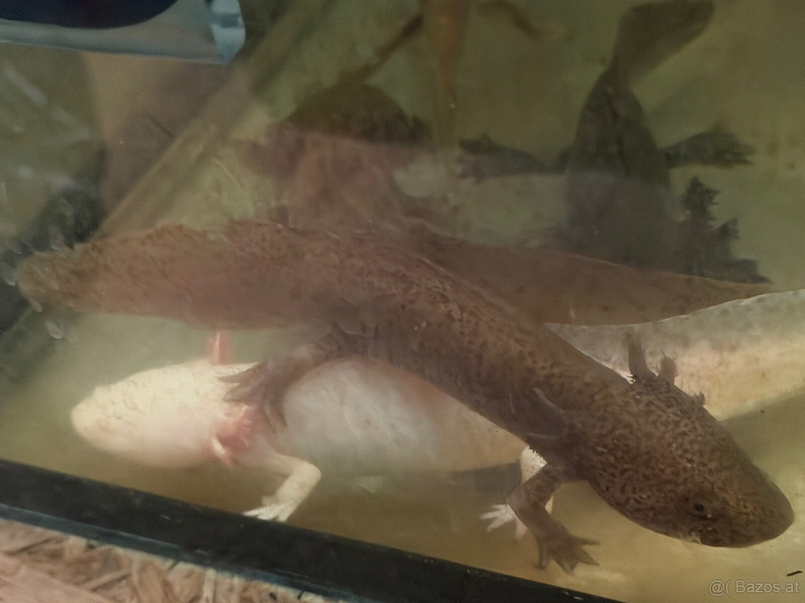 Axolotl mit aquarium - 6
