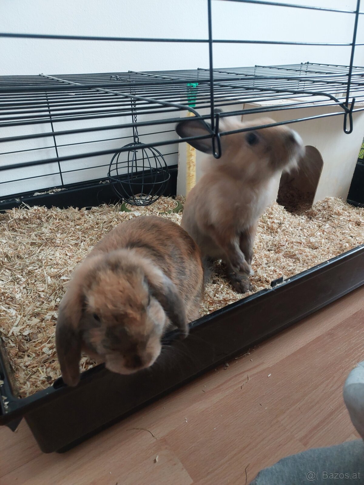 Zwergkaninchen - 6