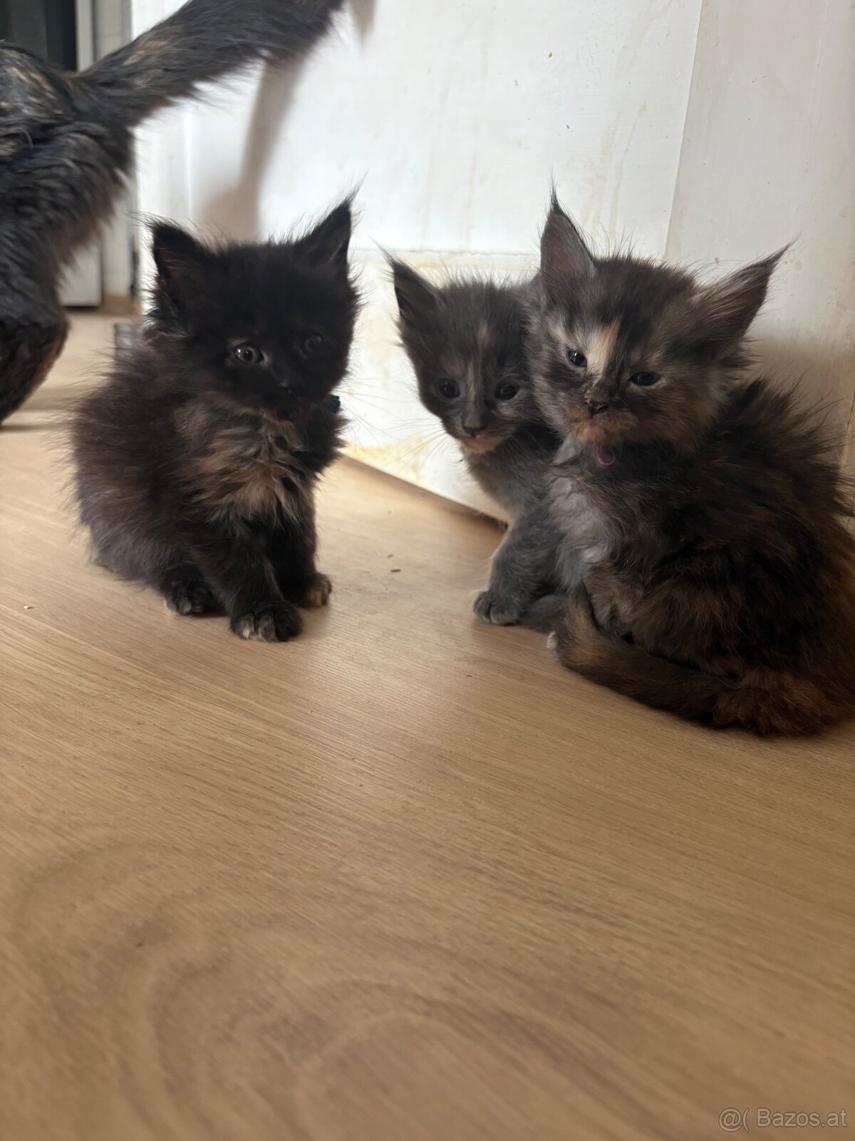 Maine Coon Kitten - 6