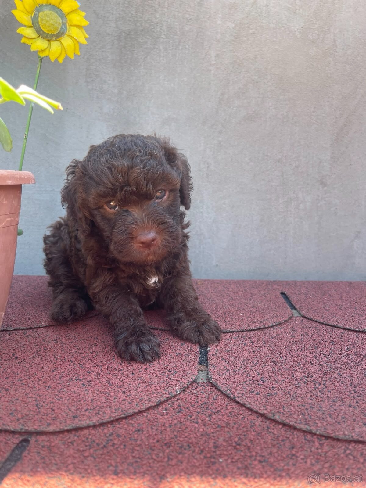 LAGOTTO ROMAGNOLO 🐶 - 6