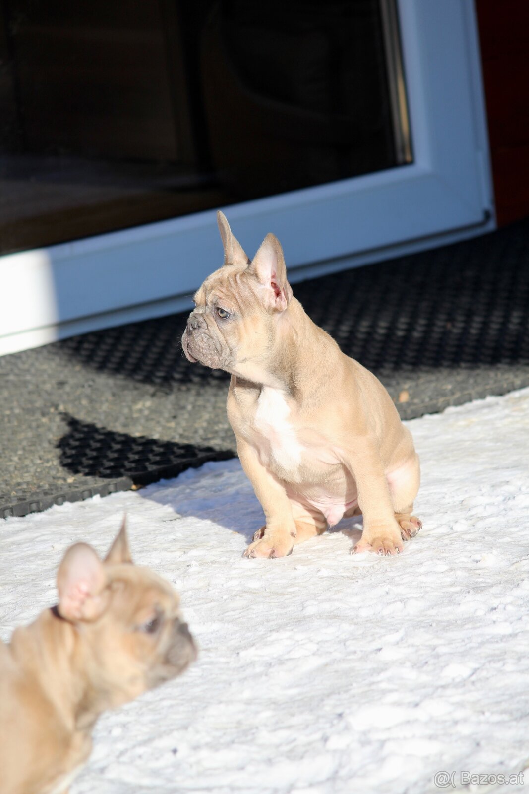 Französischen Bulldoggen Welpen mit Stammbaum - 6