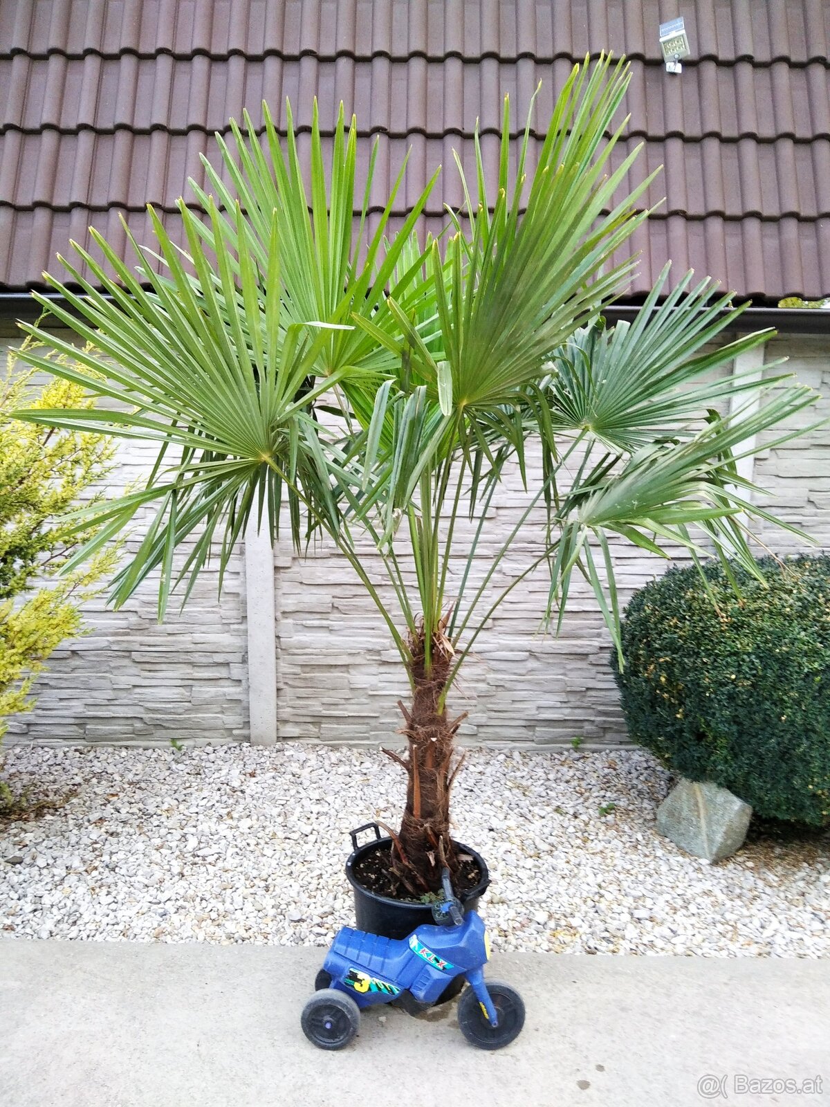 Winterharten palmen Trachycarpus Fortunei - 6