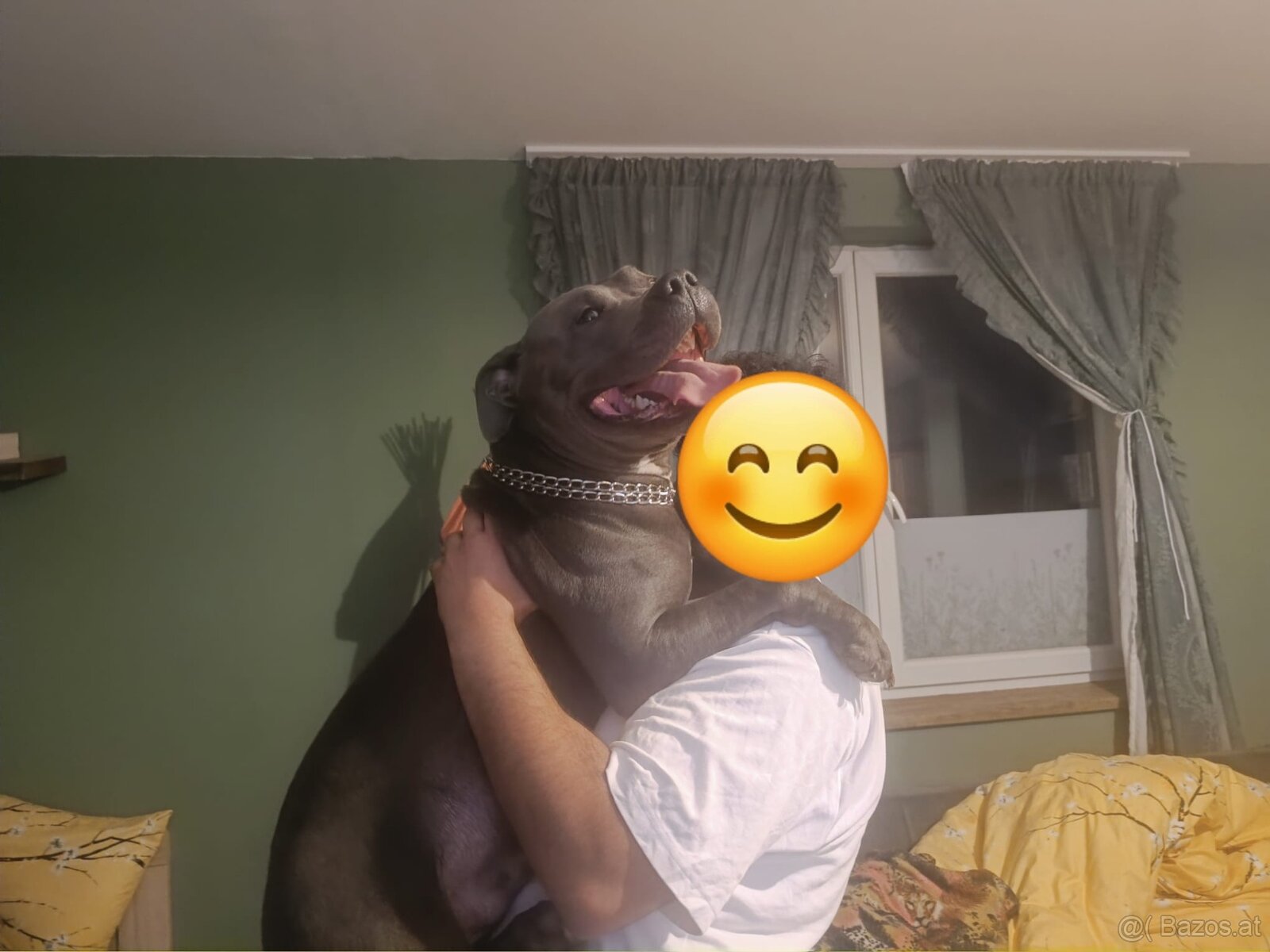 Hund zu verschenken - 6