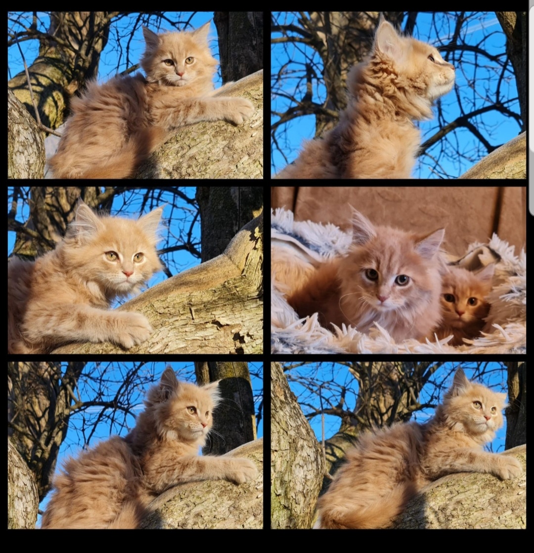 Maine Coon Kitten suchen Herzensplätze - 6