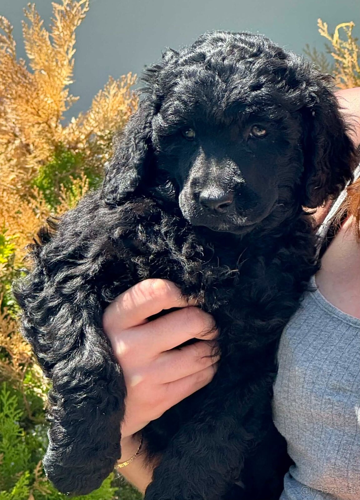 Portuguese Water Dog Puppies - 6