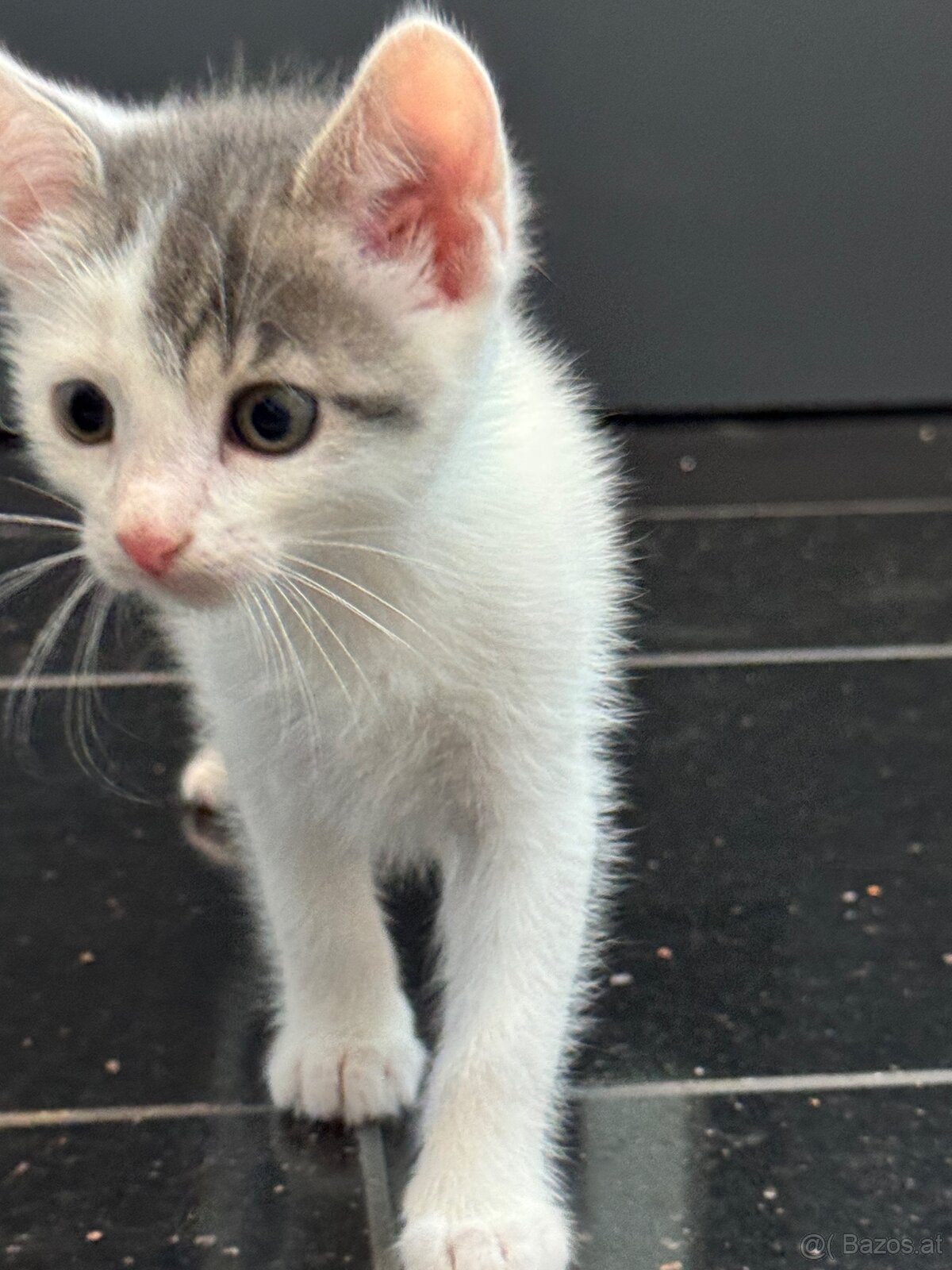 Kitten zu Vergeben - 6