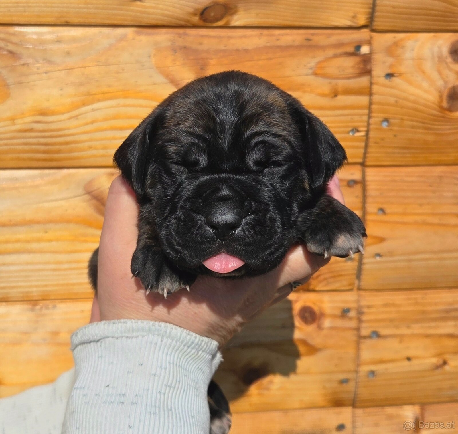 Cane corso mit Stammbaum - 6