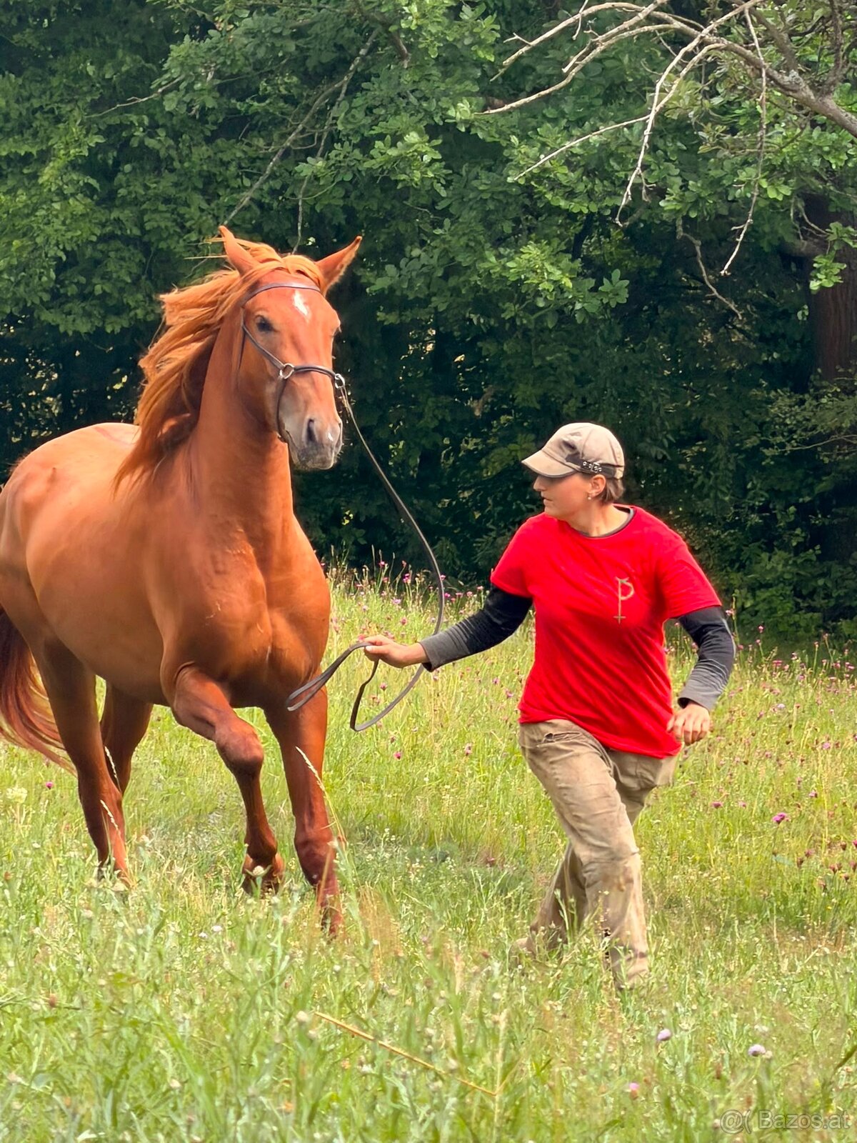 Lusitano Hengst PSL - 6