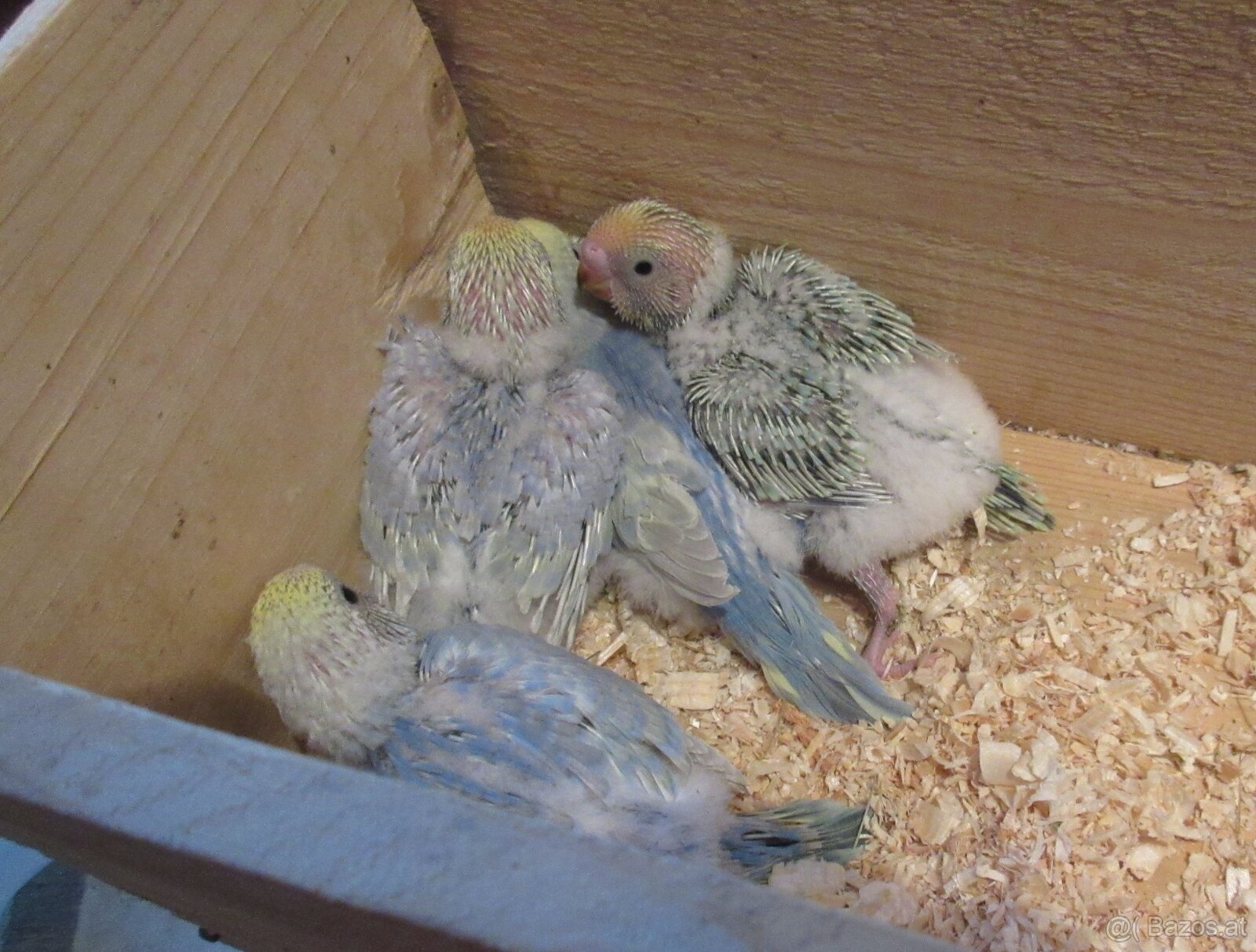 Handzahme Rainbow Wellis Zuchtpaar - 6