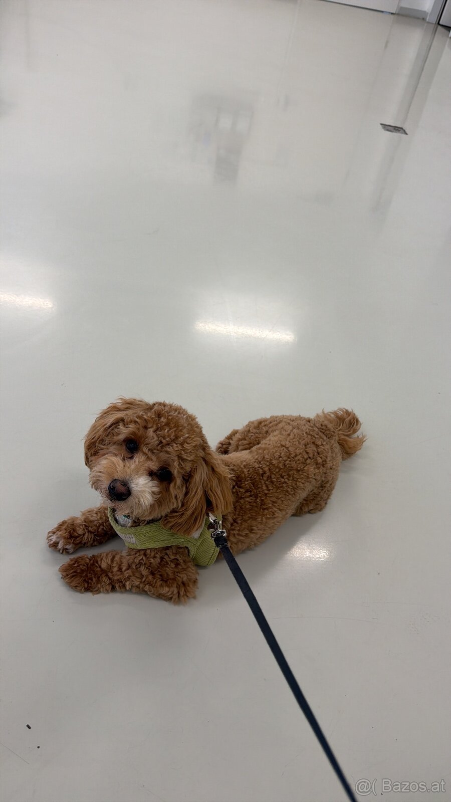 🐶 Maltipoo Welpe sucht liebevolles Zuhause - 6