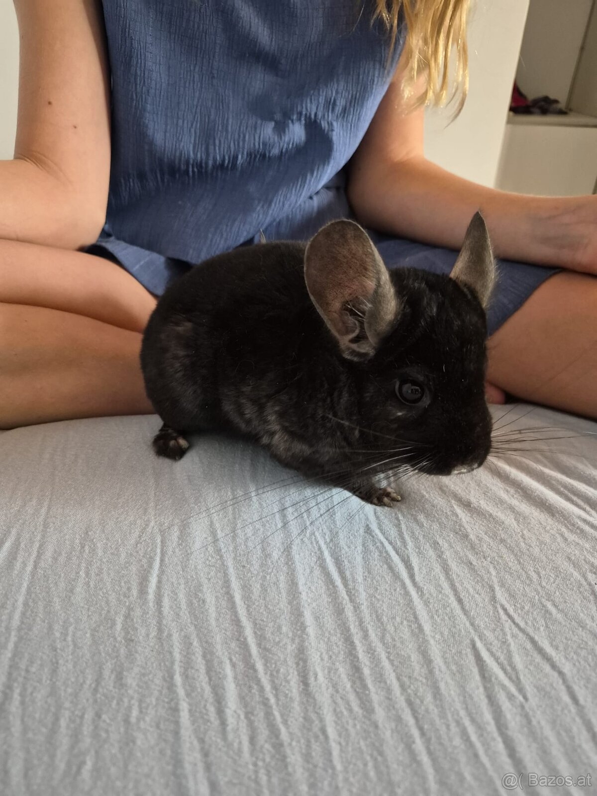 Neuer Futterspender für Chinchillas gesucht - 6