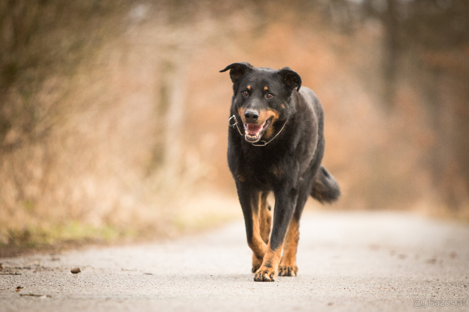 Beauceron-Welpen - 6