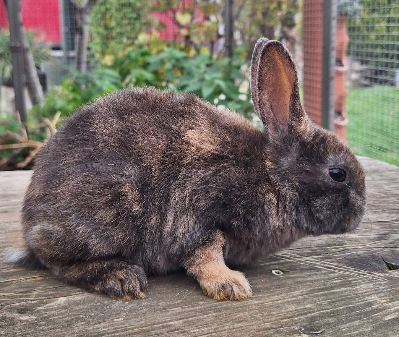 Hope, ihr Bub  und ihr Enkerl suchen Bestplatz - 6