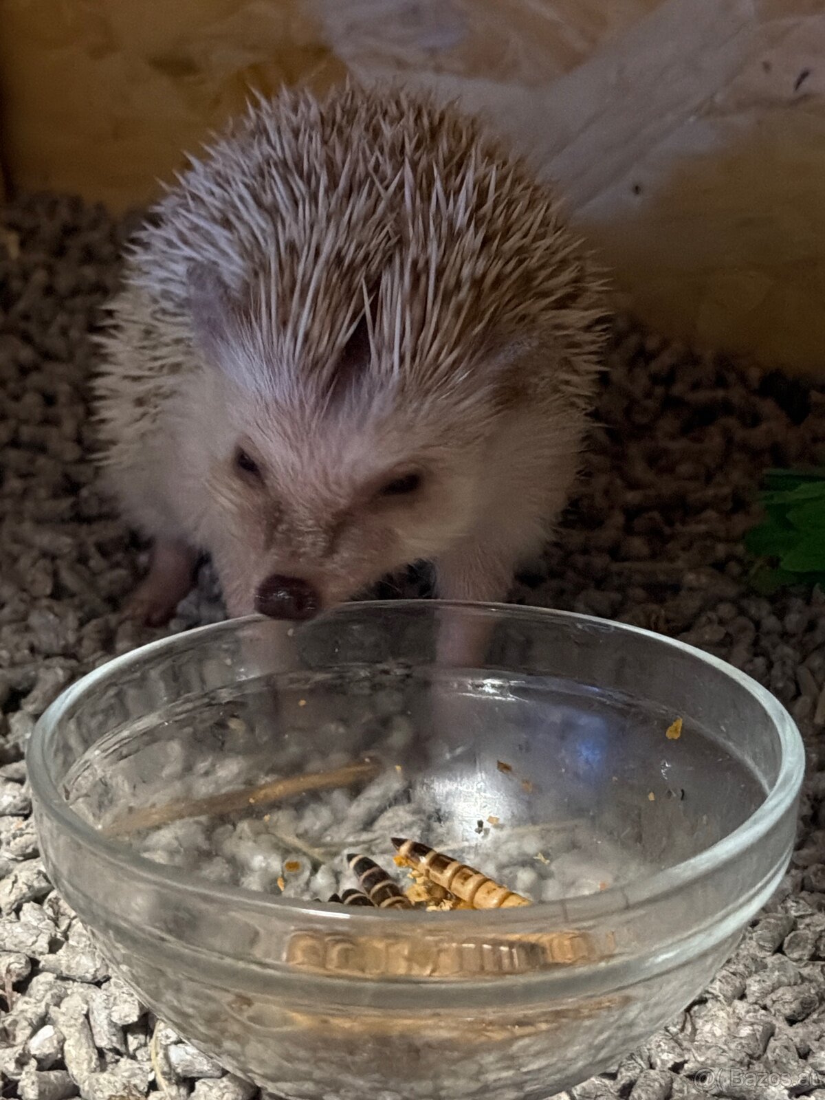 Weißbauch Igel weiblich sechs Monate - 6