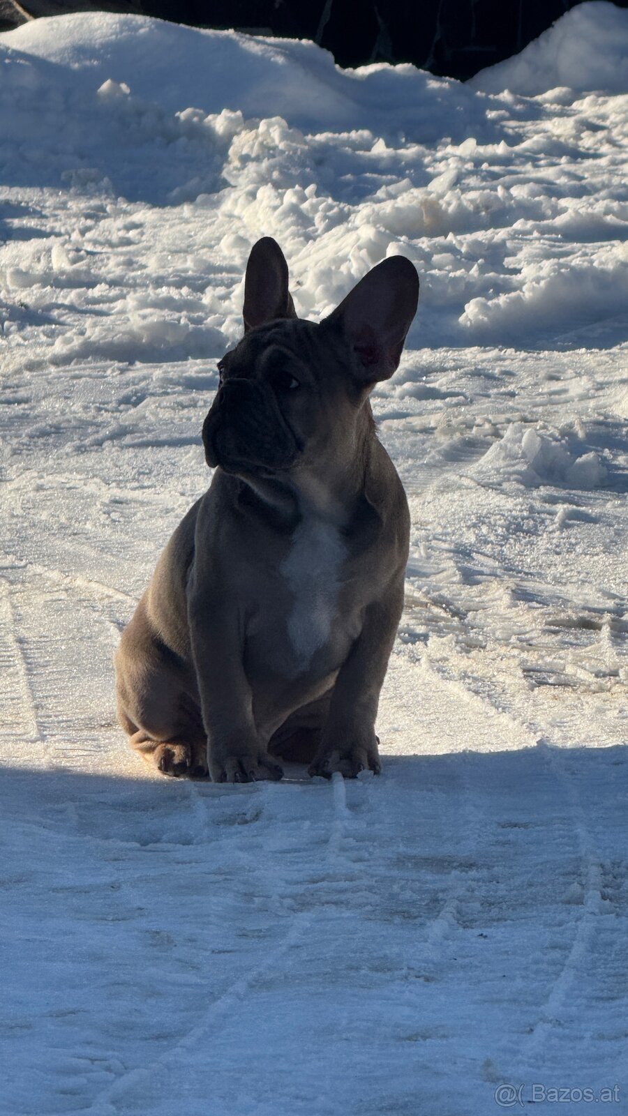 Französischen Bulldoggen Welpen mit Stammbaum - 6