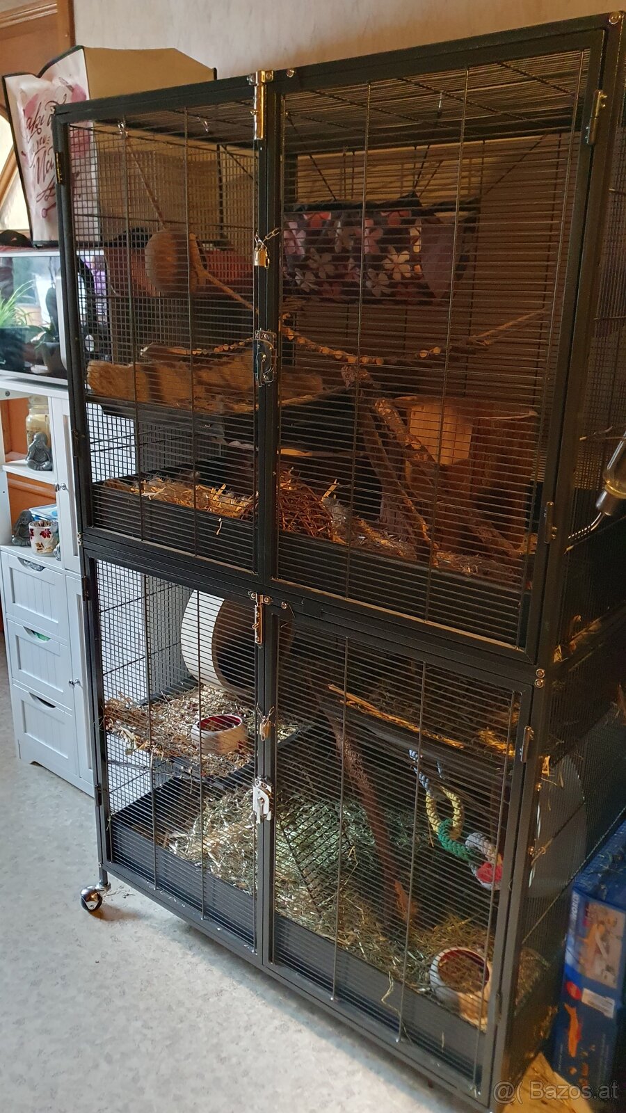 Degus 9 Monate alt mit Käfig und Zubehör - 6