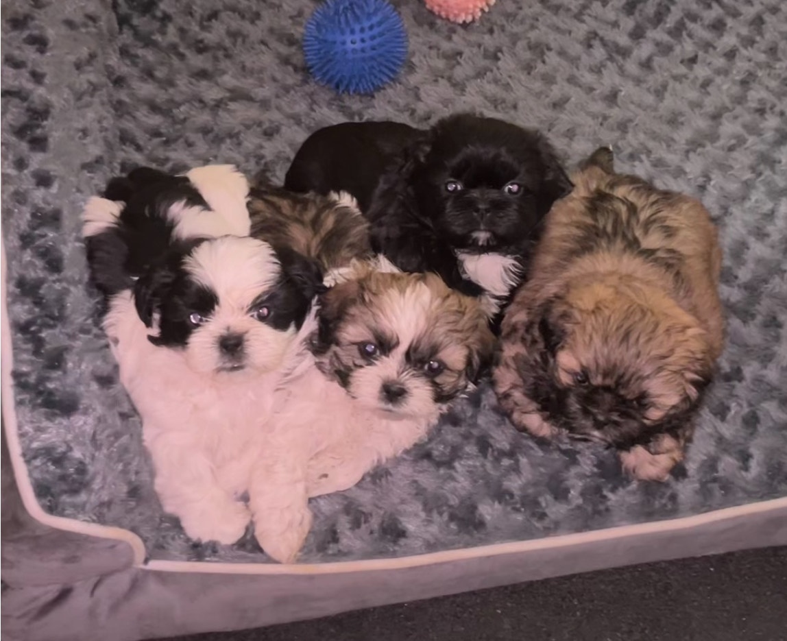 Süße Shih Tzu Welpen - 6