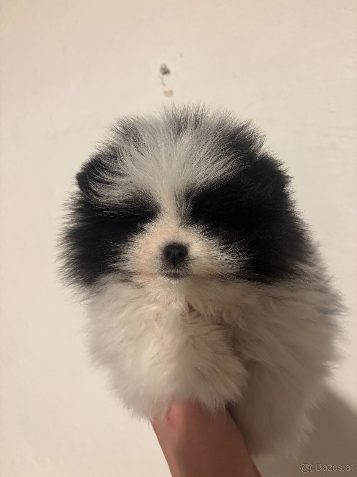 pomeranian Strakoš - 6