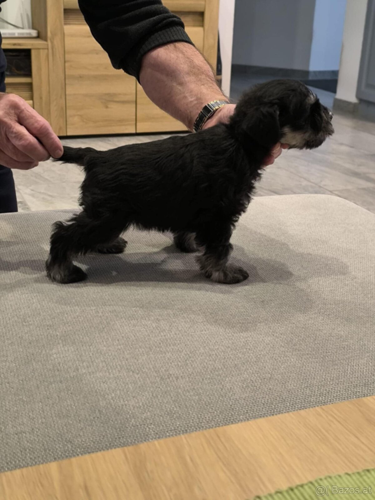 Zwergschnauzer Schwarz-Silber - 6