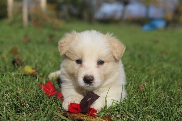 Puppy border collie - 6