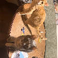 2 Katzen können einzeltn oder gemeinsam vermitteln werden - 6