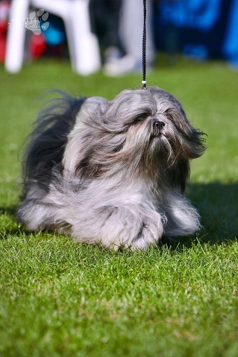 LHASA APSO Welpe mit Stammbaum - 6