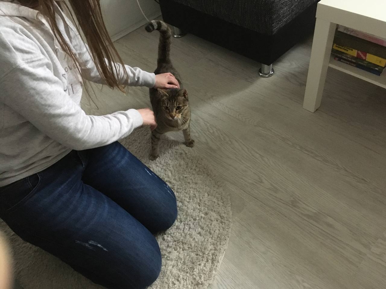 Kleine süße "Tigra" in liebevolle Hände abzugeben - 6