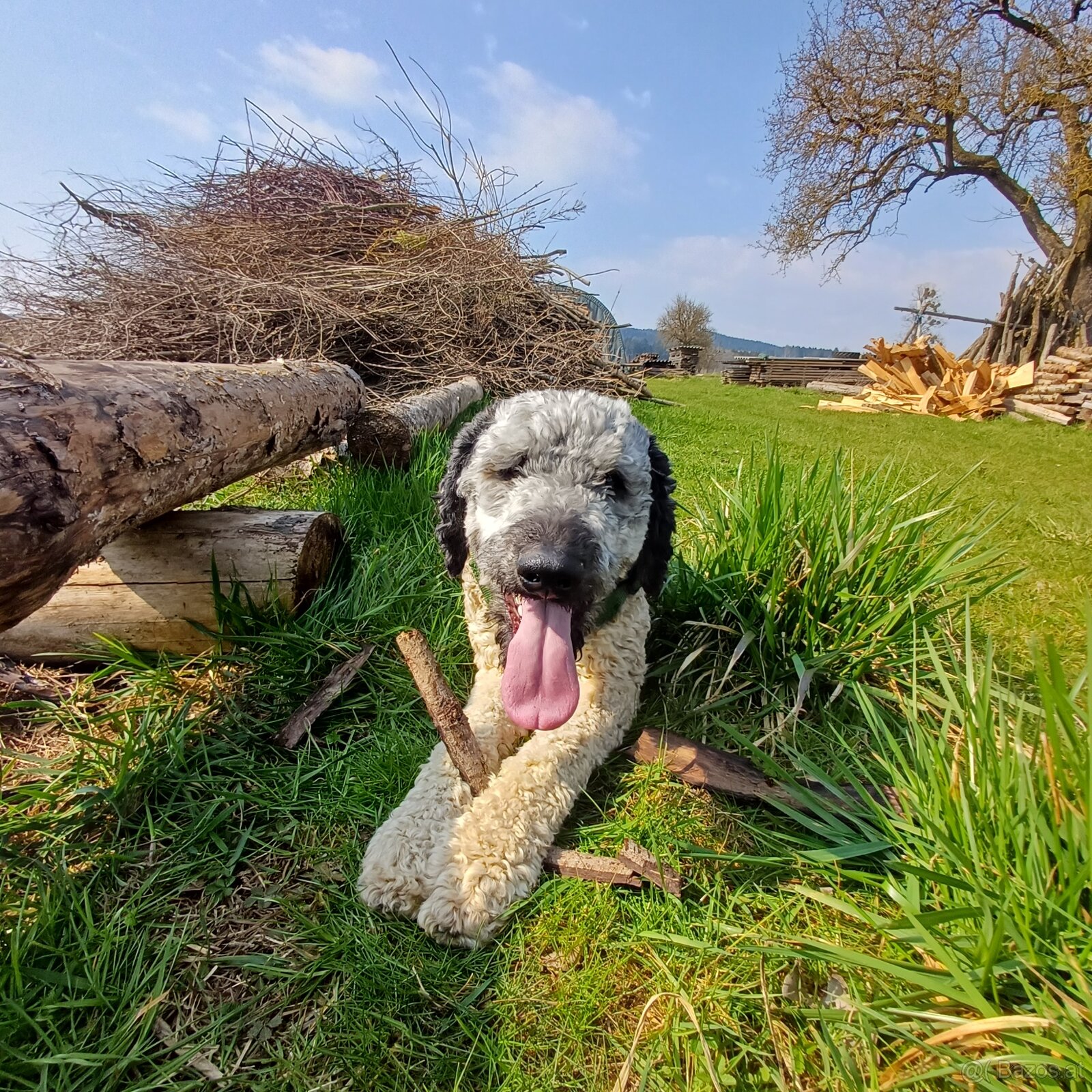 Goldendoodle - 6