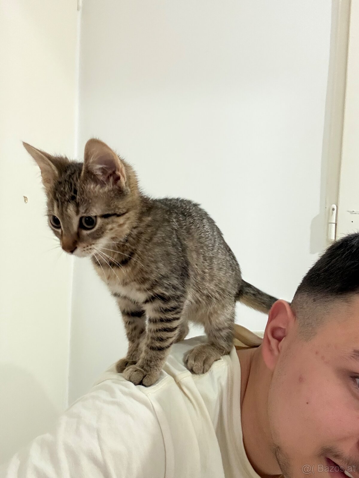 Baby/Jugend Katze, zum Betreuung geben, 1-3 Monate. - 6