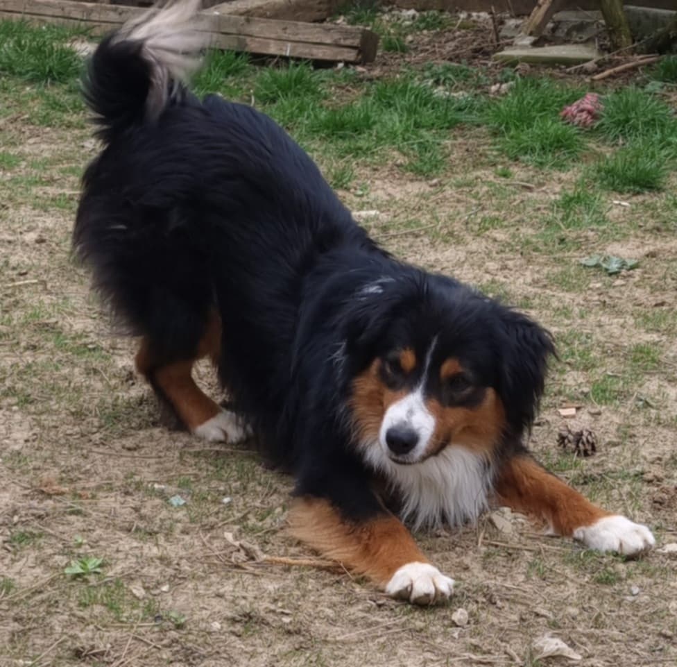 Miniatur amerikan shepherd - 6