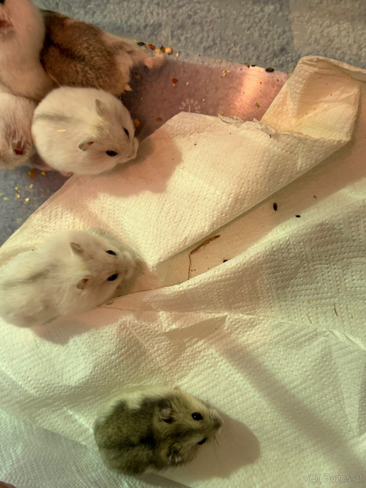 Dschungarische Zwerghamster Babys - 6