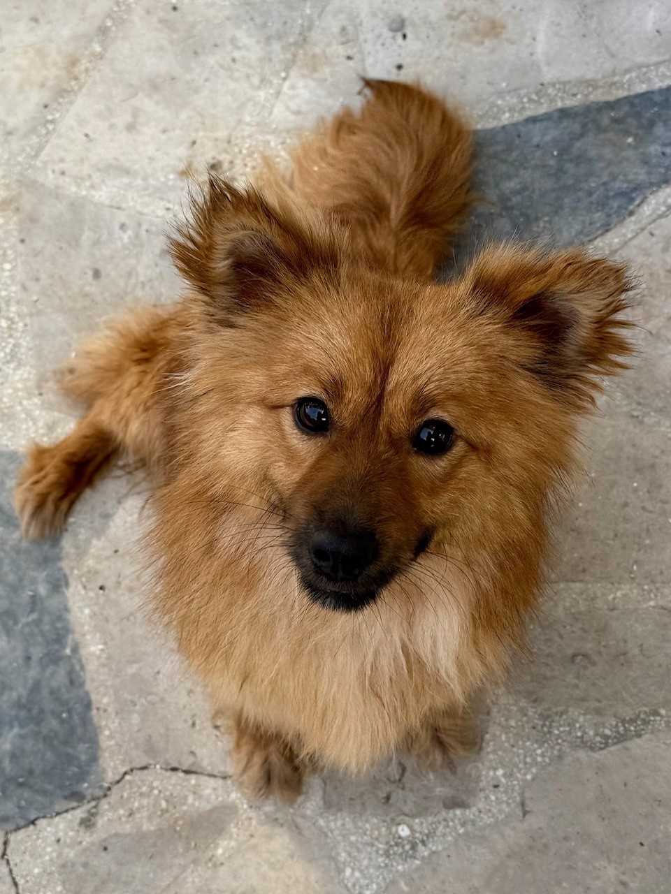 Kleine Hündin 5,5 kg, 1,5 Jahre alt sucht ein Körbchen - 6