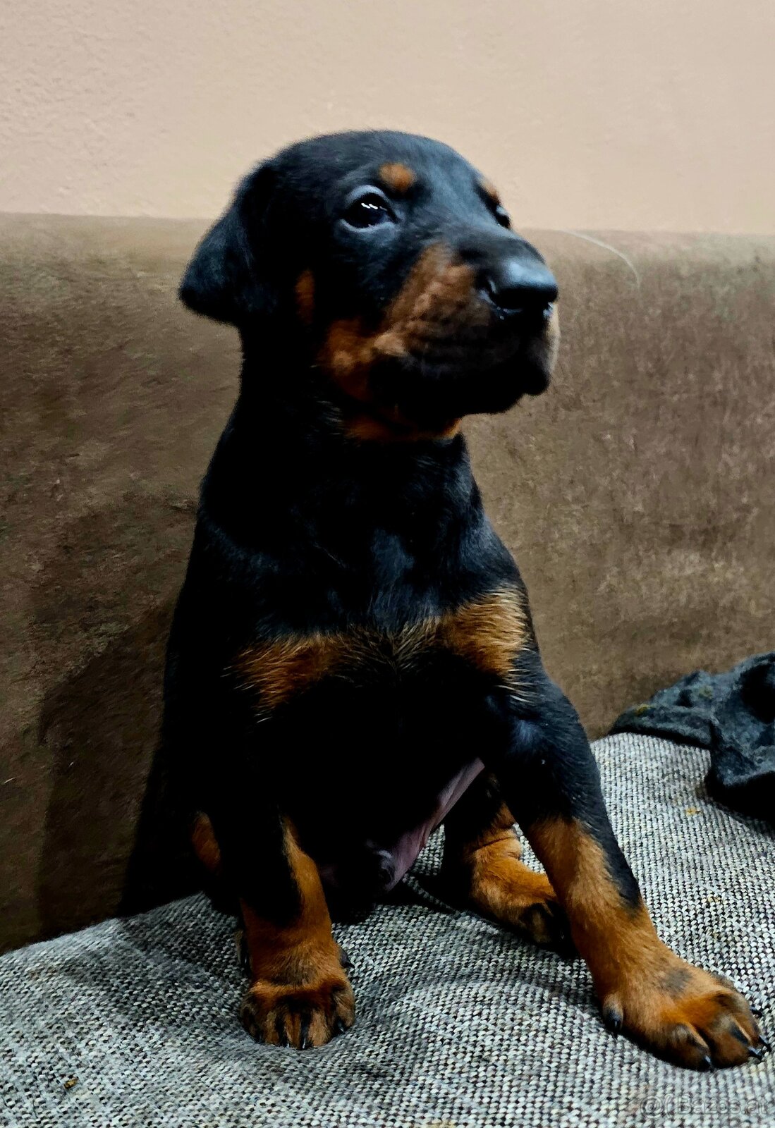 Doberman puppies zum werkaufen - 6