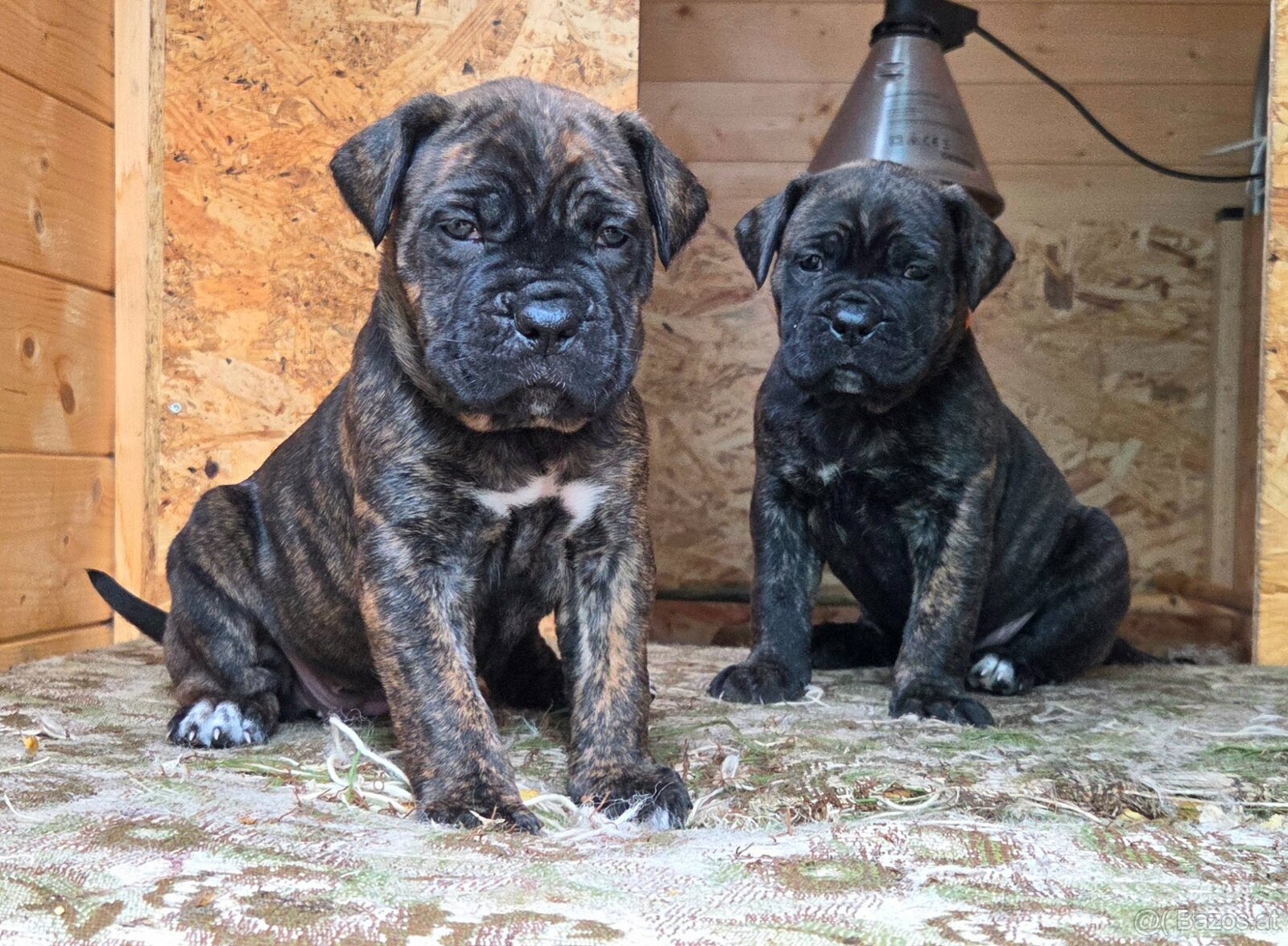 Cane Corso mit Stammbaum - 6