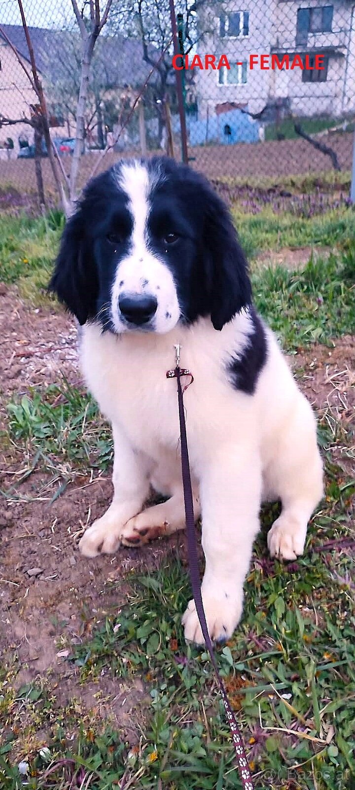 LANDSEER - 6