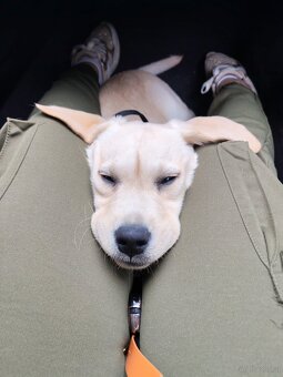 Labrador Welpe - 6