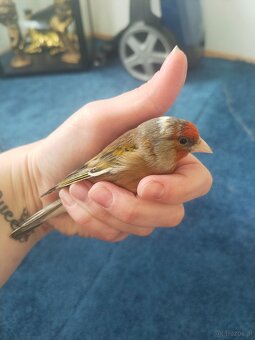 Stieglitzmischling - 6