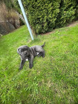 Reinrassige Cane Corso Welpen - 6