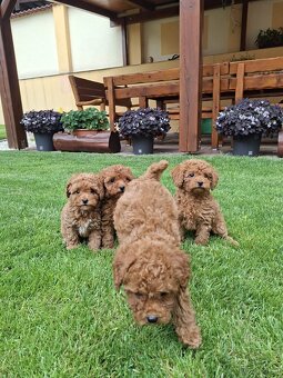 Pudel poodle toy red - 6