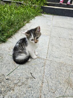 Katzen - 6