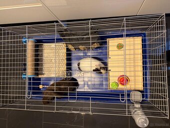 Zwergkaninchen mit Käfig inklusive ganzes Zubehör - 6