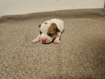 Jack Russell Terrier Welpen gew.13.04.2026 - 6
