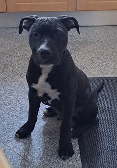 reinrassige APBT Welpen - 6